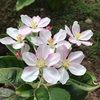 yuanmeima